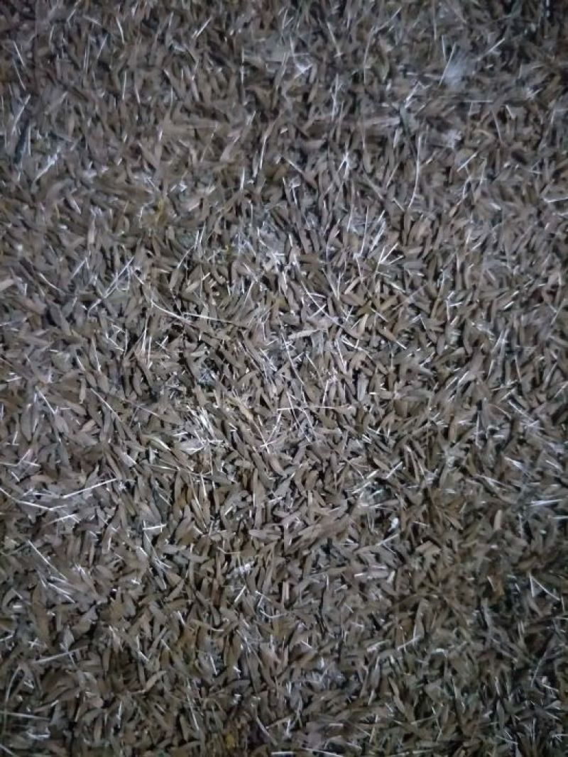 【推荐】蒲公英种苗2022年新产种植基地一手货源直发价格