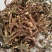 石菖蒲5斤包邮哦