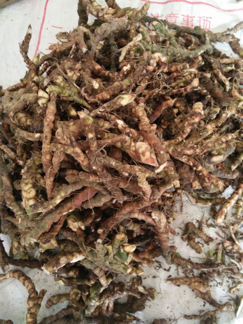 石菖蒲5斤包邮哦