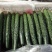 密刺黄瓜22~25公分干花带刺