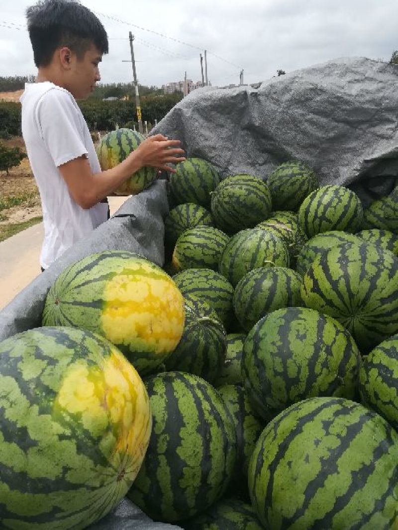 露地美都麒麟西瓜上市中含糖量14度可视频看货产地直供