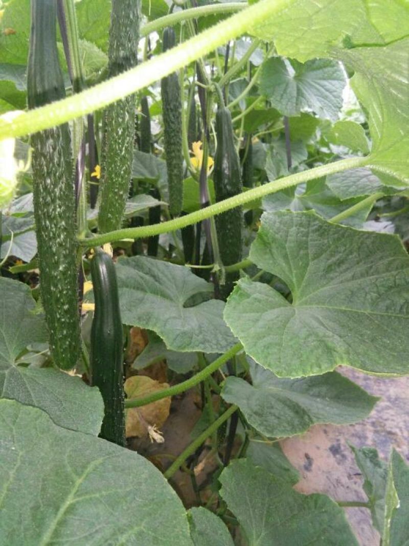 密刺黄瓜22~25公分干花带刺