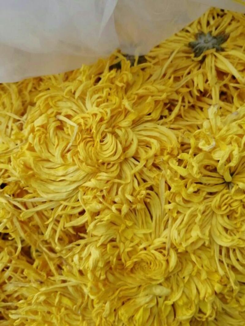 菊花苗出售金丝皇菊苗乒乓球菊香菊苗亳菊苗