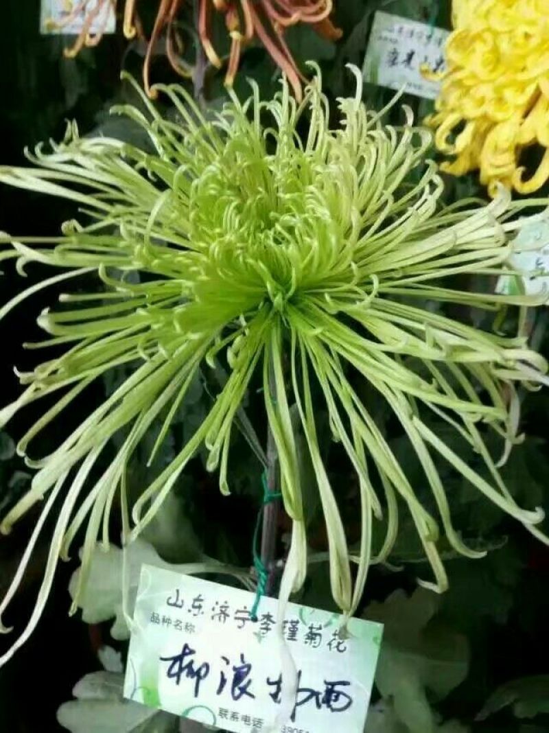 菊花苗出售金丝皇菊苗乒乓球菊香菊苗亳菊苗