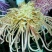 菊花苗出售金丝皇菊苗乒乓球菊香菊苗亳菊苗