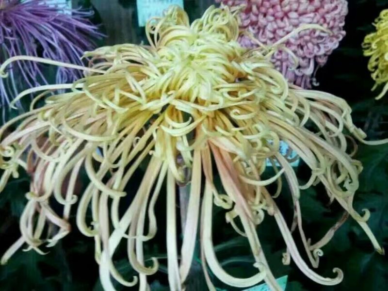 菊花苗出售金丝皇菊苗乒乓球菊香菊苗亳菊苗