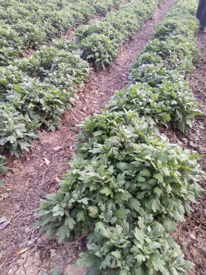 菊花苗出售金丝皇菊苗乒乓球菊香菊苗亳菊苗