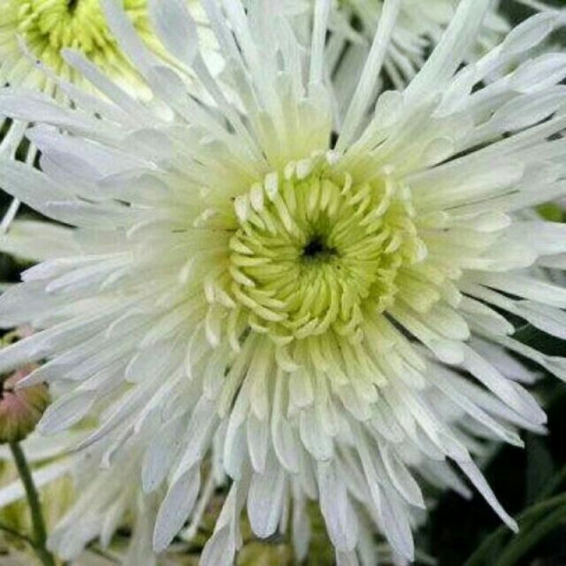 菊花苗出售金丝皇菊苗乒乓球菊香菊苗亳菊苗