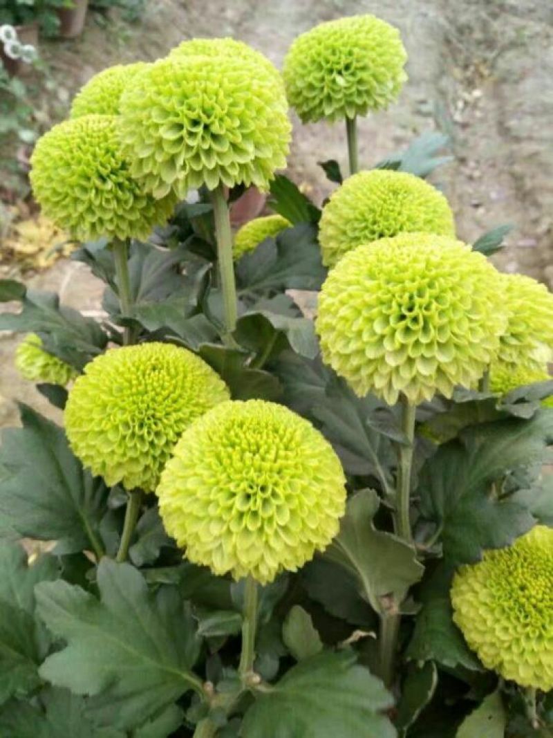 菊花苗出售金丝皇菊苗乒乓球菊香菊苗亳菊苗