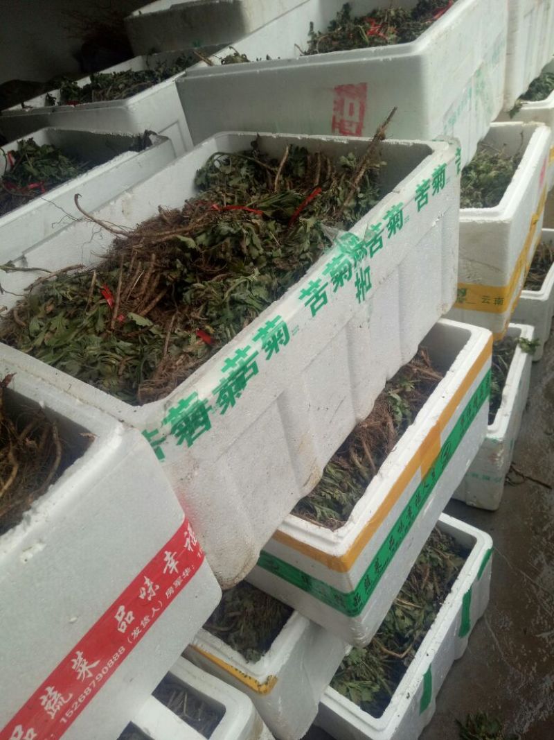 菊花苗出售金丝皇菊苗乒乓球菊香菊苗亳菊苗