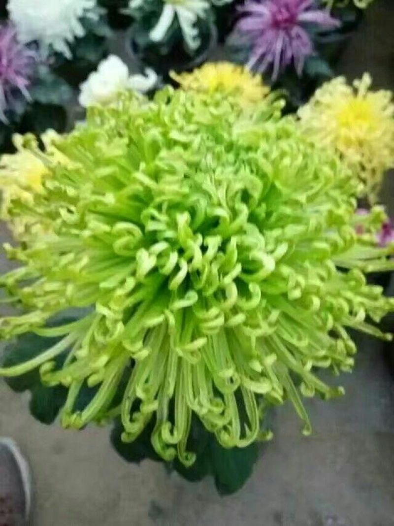 菊花苗出售金丝皇菊苗乒乓球菊香菊苗亳菊苗