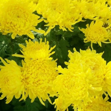 菊花苗出售金丝皇菊苗乒乓球菊香菊苗亳菊苗
