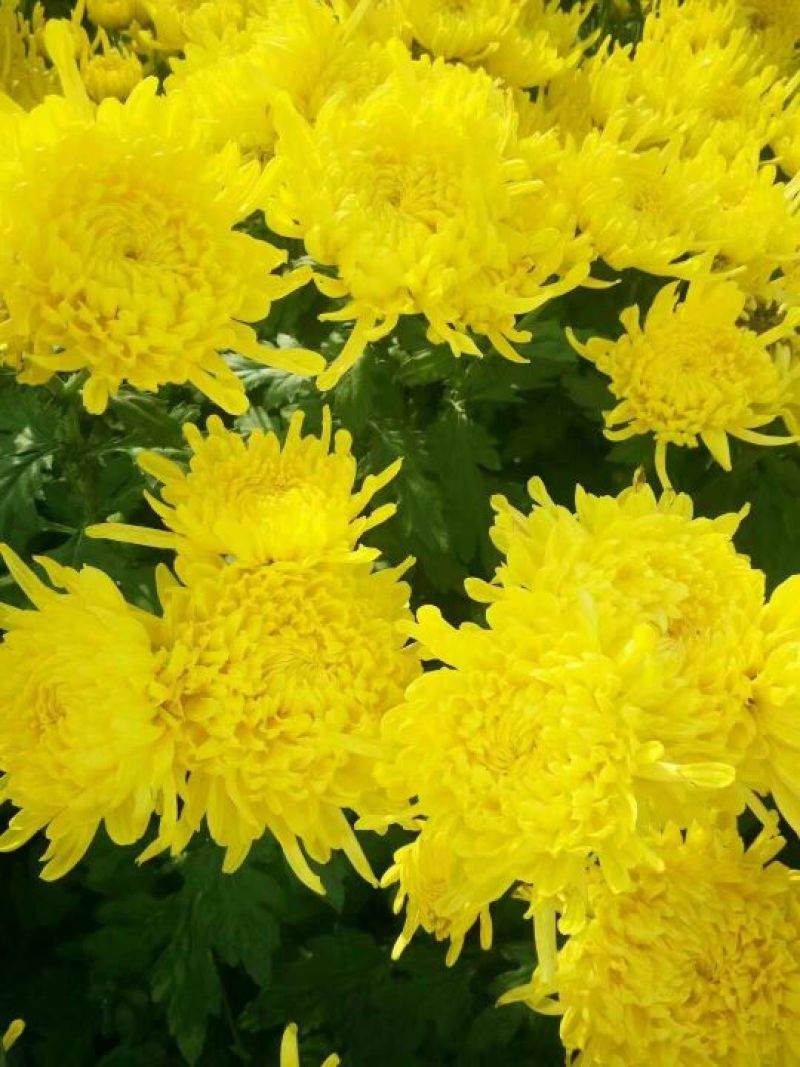菊花苗出售金丝皇菊苗乒乓球菊香菊苗亳菊苗