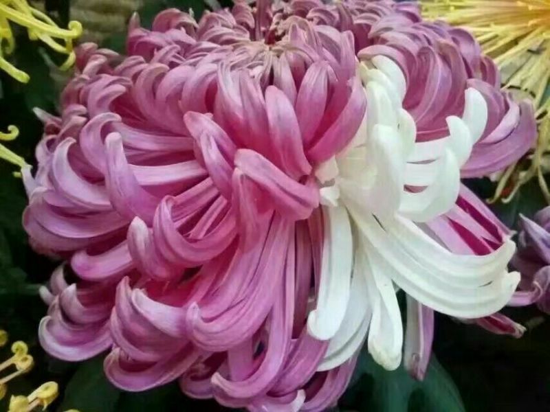 菊花苗出售金丝皇菊苗乒乓球菊香菊苗亳菊苗