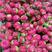 芍药鲜切花白色粉色红色国内品种荷兰品种