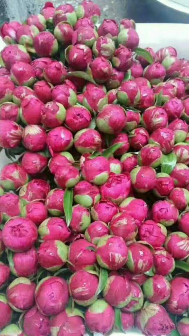 芍药鲜切花白色粉色红色国内品种荷兰品种