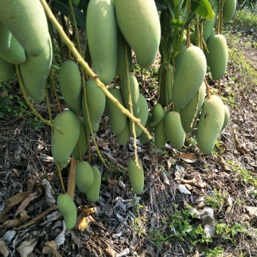 白象牙芒果4两以上生果，鲜优果蜀供应链
