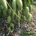 白象牙芒果4两以上生果，鲜优果蜀供应链