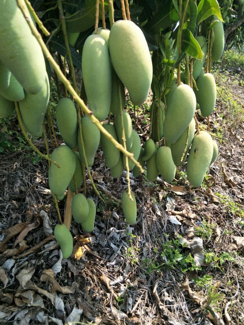 白象牙芒果4两以上生果，鲜优果蜀供应链