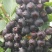 黑果腺肋花楸2cm以下0.5m以下扦插苗