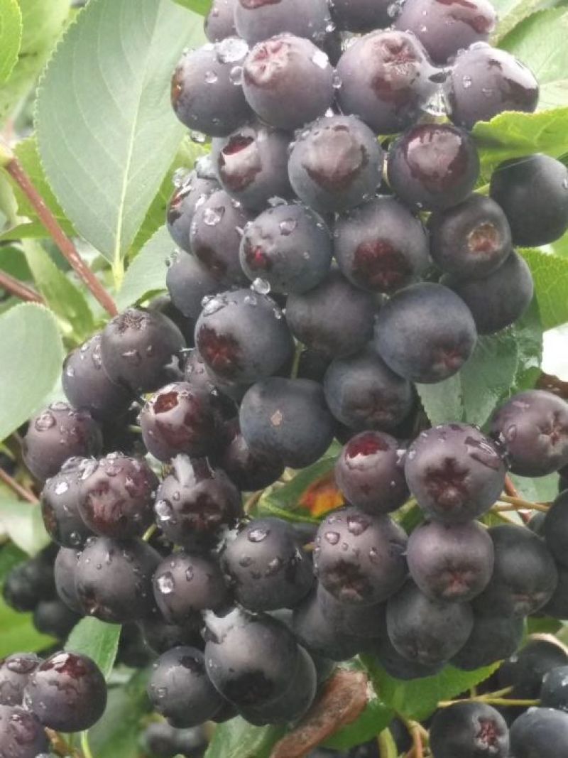 黑果腺肋花楸2cm以下0.5m以下扦插苗