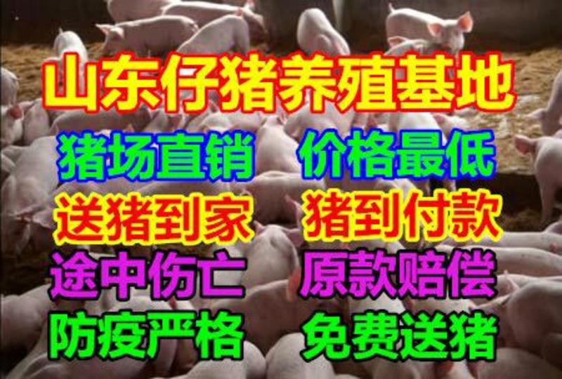 【推荐】浙江仔猪批发三元仔猪防疫严格全国发货