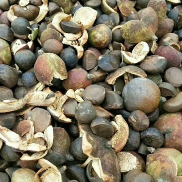 野山茶籽油