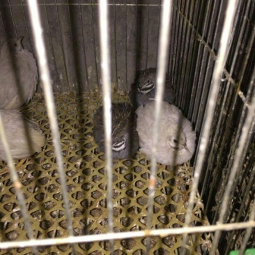 芦丁鸡种鸡2斤以下