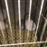 芦丁鸡种鸡2斤以下