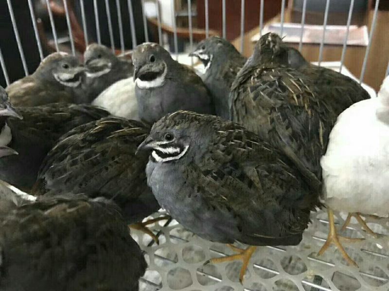 芦丁鸡种鸡2斤以下