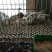 芦丁鸡种鸡2斤以下