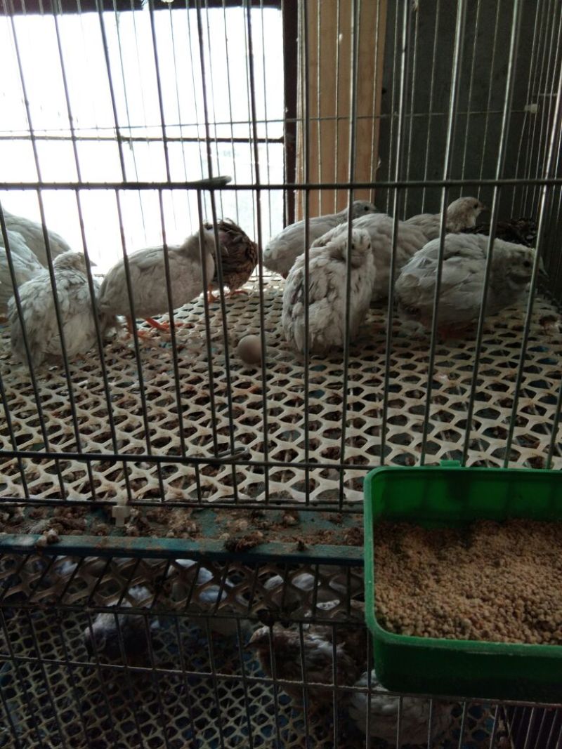 芦丁鸡种鸡2斤以下
