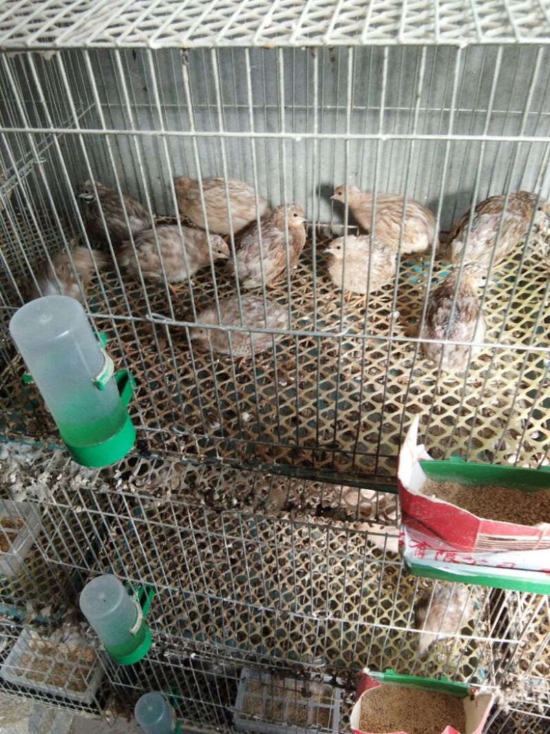芦丁鸡种鸡2斤以下