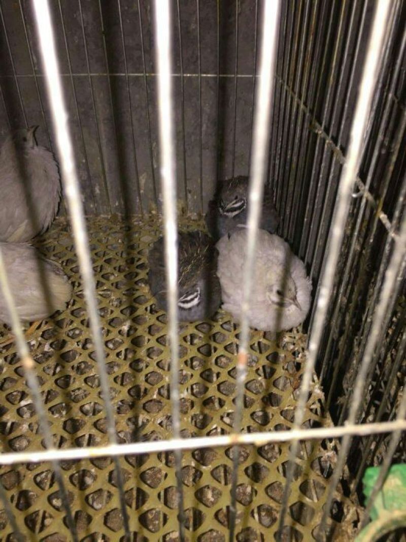 芦丁鸡蛋鸡2斤以下