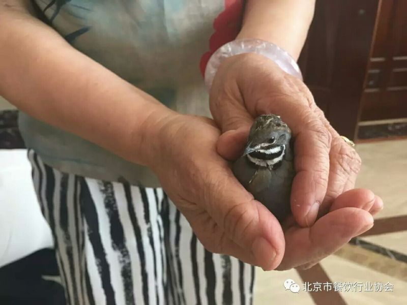 芦丁鸡蛋鸡2斤以下