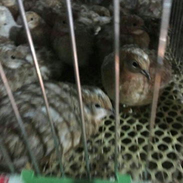 芦丁鸡蛋鸡2斤以下