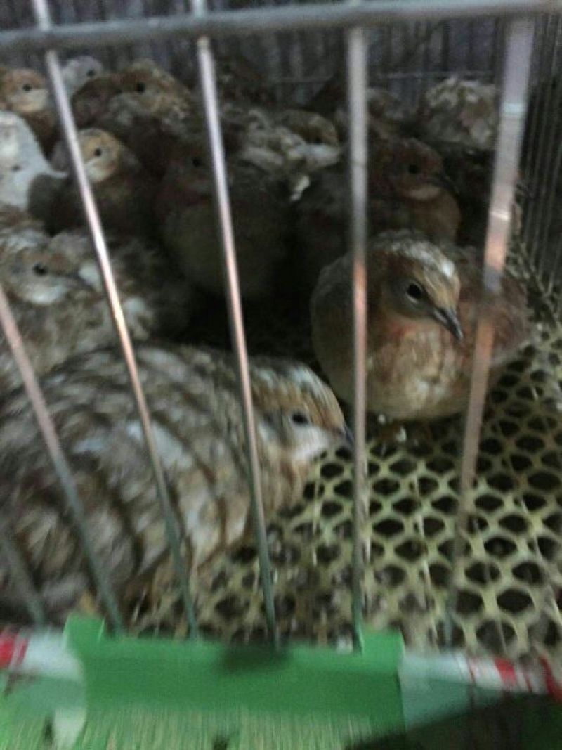 芦丁鸡蛋鸡2斤以下