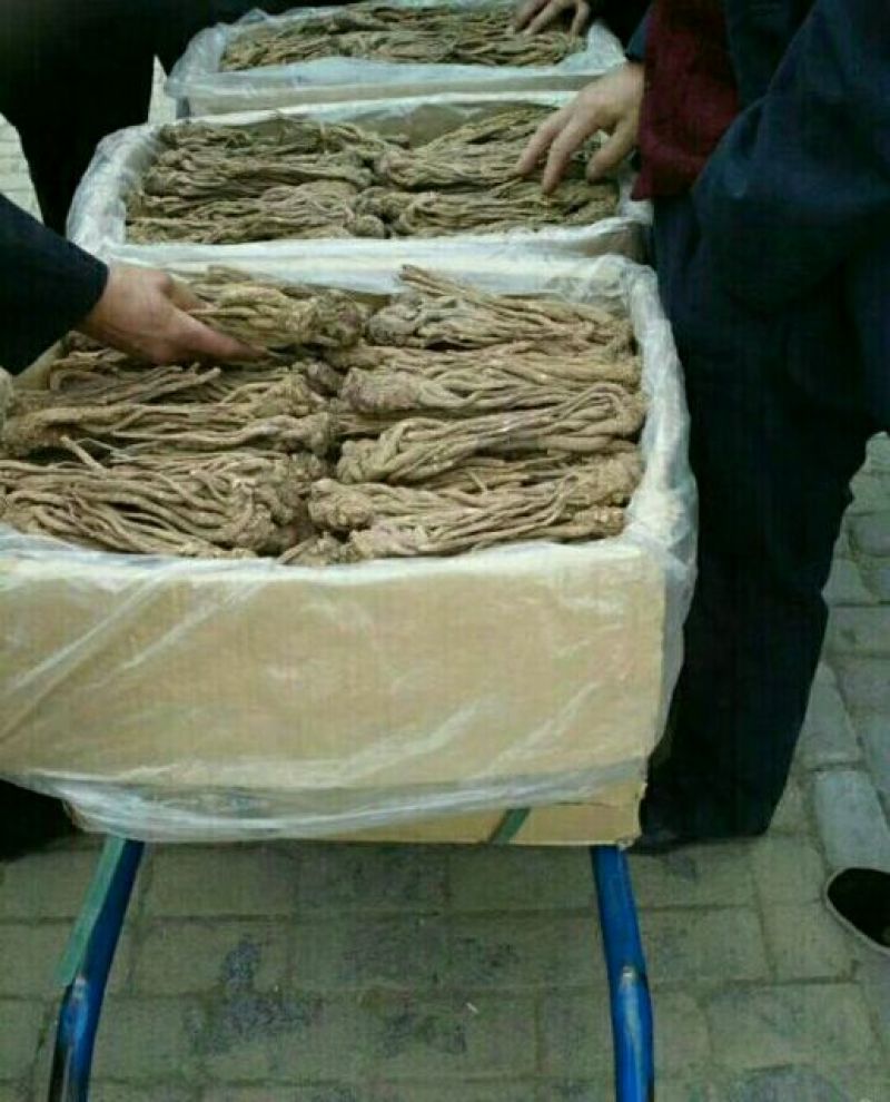 24小时在线服务直供一手货源保证正品当归