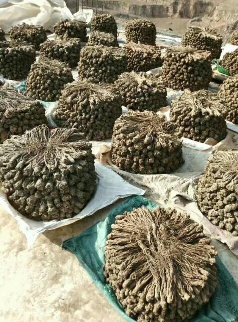 24小时在线服务直供一手货源保证正品当归
