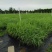 【基地直销】芦竹苗进口芦竹种苗量大从优