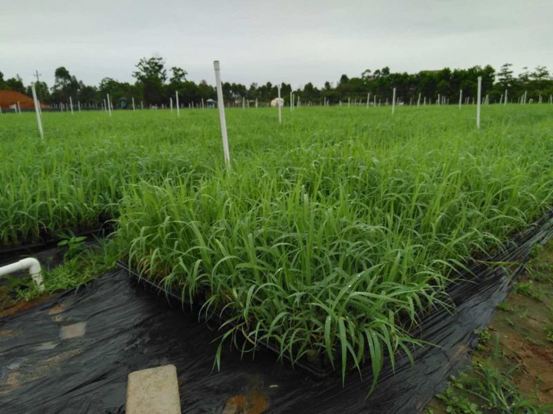 【基地直销】芦竹苗进口芦竹种苗量大从优