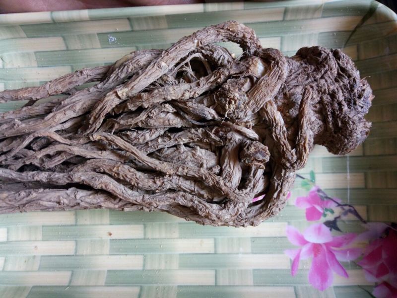 岷当归大