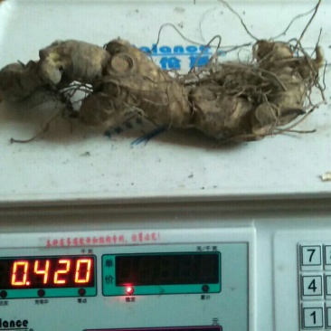 野生黄精甜统个