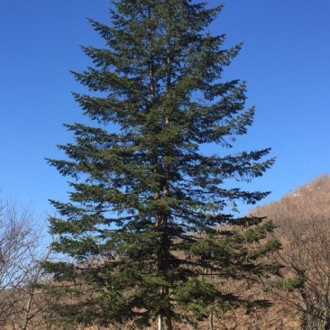 造型松14公分