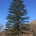 造型松14公分