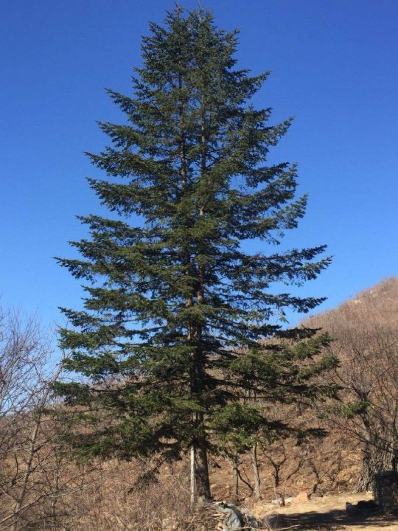 造型松14公分
