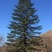 造型松14公分