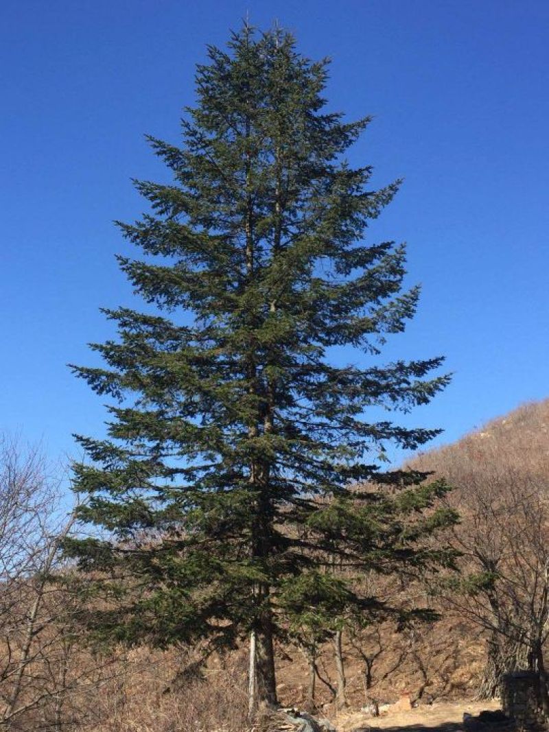 造型松14公分