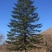 造型松14公分