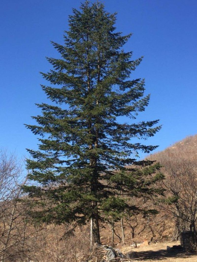 造型松14公分